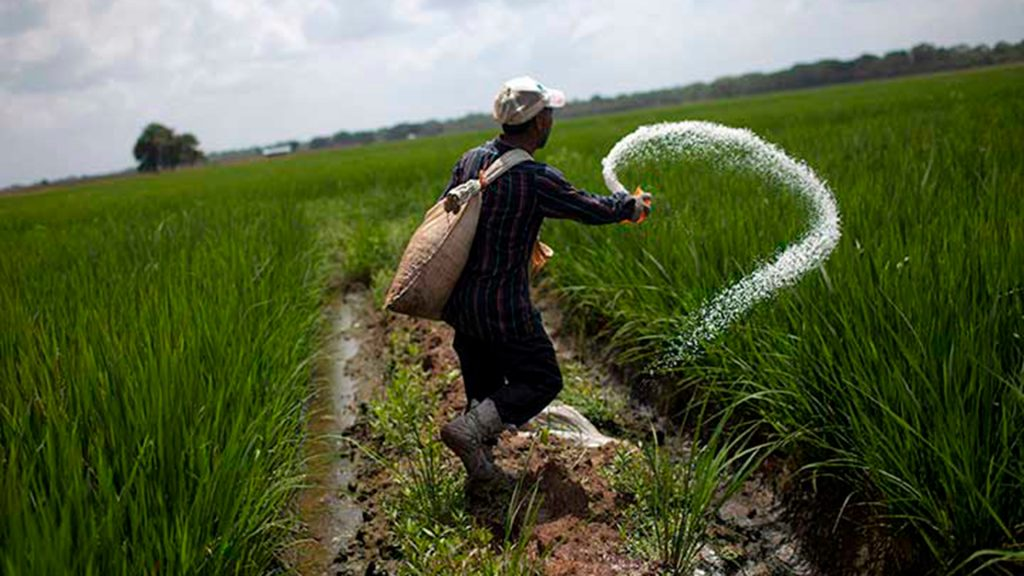 Productor venezolano sembrando en el campo